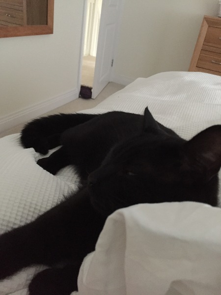 So I went to the adoption centre