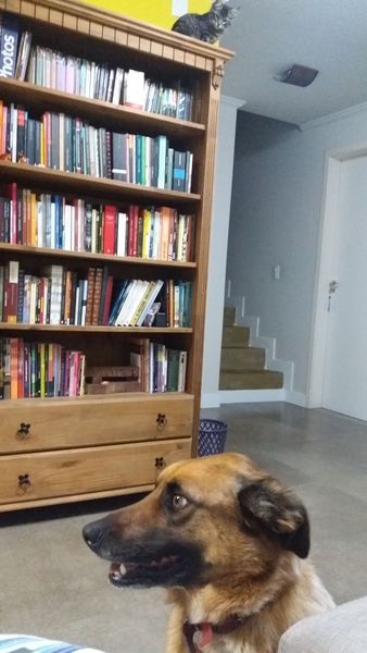 How to ease the aproximation between dog and kitten?