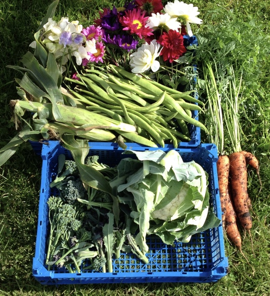 Allotment/Veg patch thread 11 'We bid  farewell to rainbow leaves but will keep plotting along'