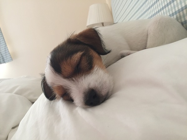 Puppy Survival thread part 4