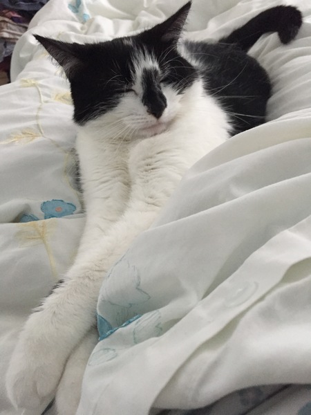 B/W cat appreciation society