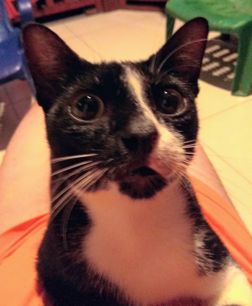 Affectionate cat?