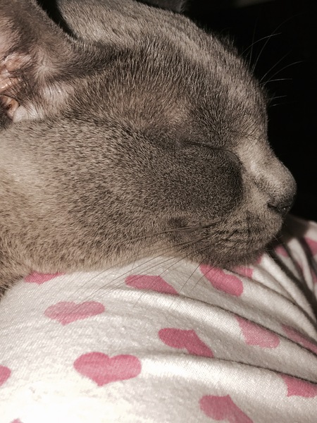 Is it just me or is my cat smiling?