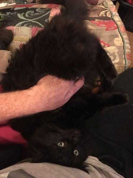 Cats still catting away part 5