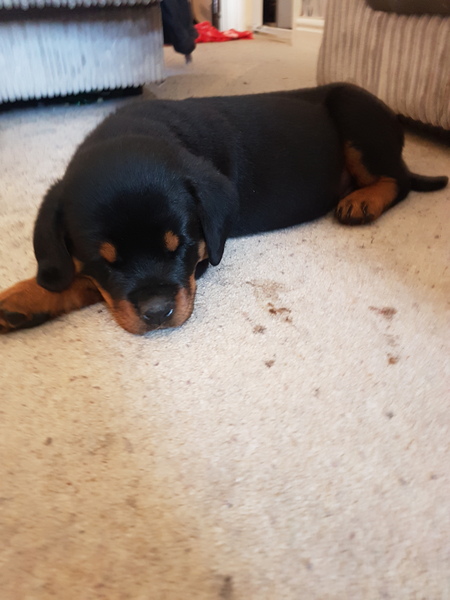 Any advice on how I stop cuddling this?