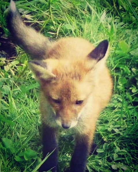 To help a mangy scrap of fox UPDATE