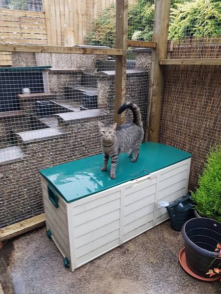 Cats still catting away part 5