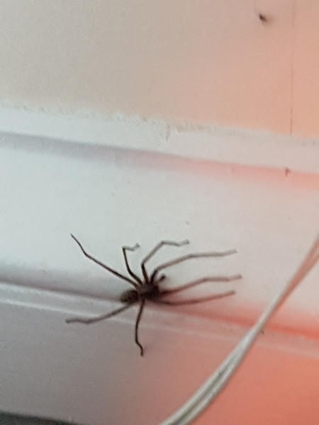 To show you a picture of a spider