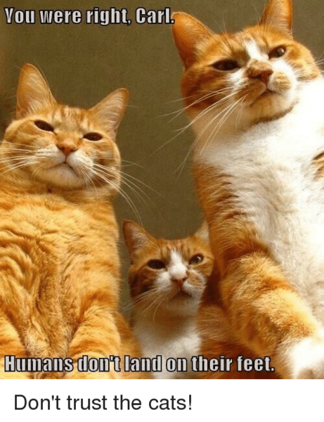 To think cats can't "stand"?!