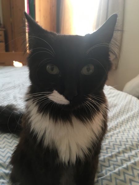 My lovely cat has possibly FIP. We are devastated. It's the little accidental kitten from last year.