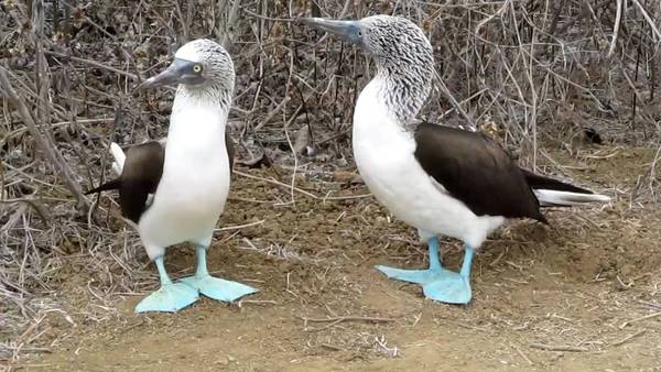 To look at other women's boobs