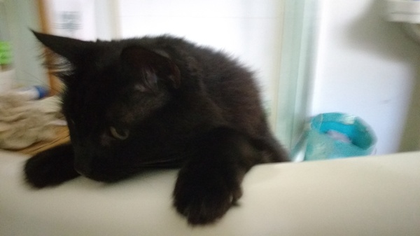 Can cats love you?