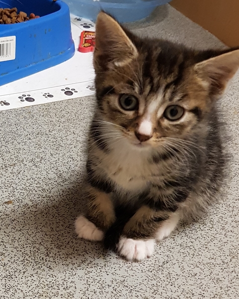 Should I get a third cat?