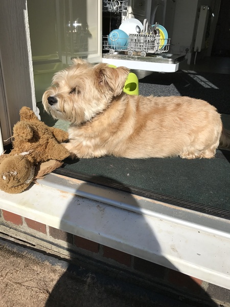Inheriting a dog