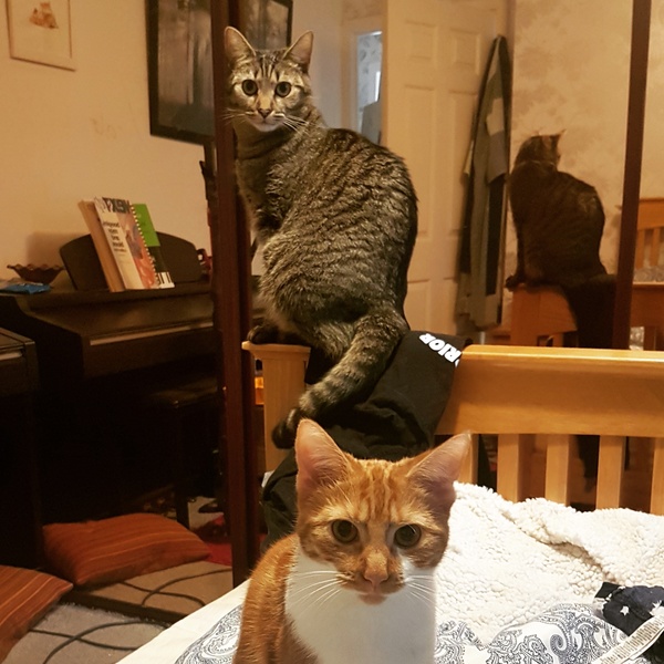 Cats still catting away part 5