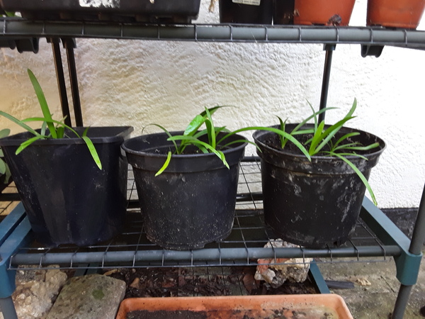 Non-flowering Agapanthus