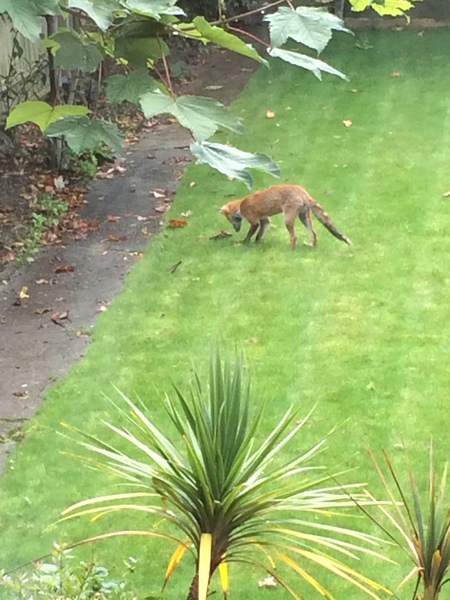 To help a mangy scrap of fox?