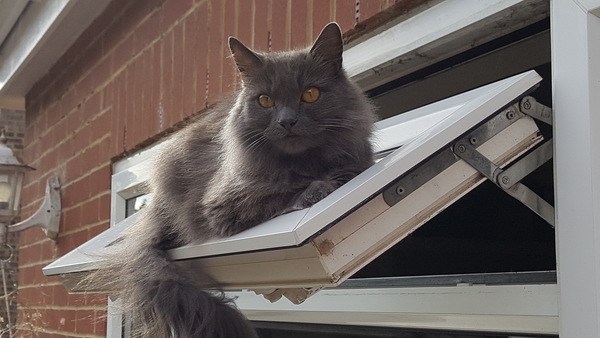 Cats still catting away part 5