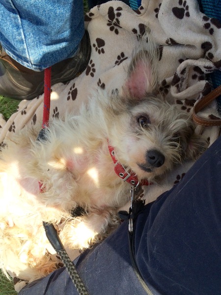 Dogs from Romania - Your thoughts/experiences?