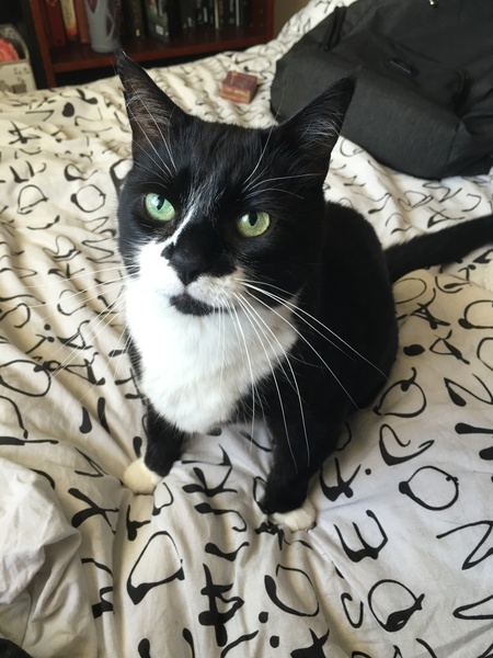 B/W cat appreciation society