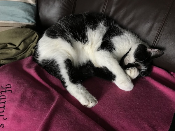 Cats still catting away part 5