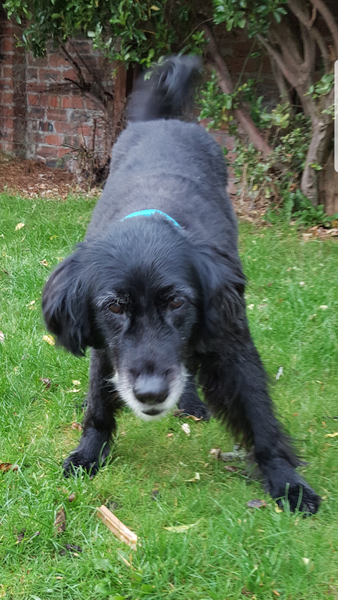 To rehome a dog when DH doesn't like dogs