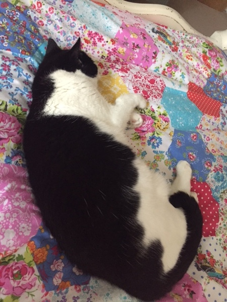 How much should I be feeding my cat?