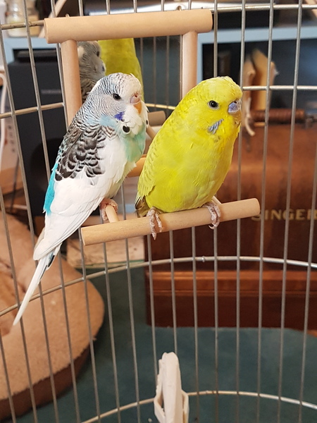 Help me name my budgies?