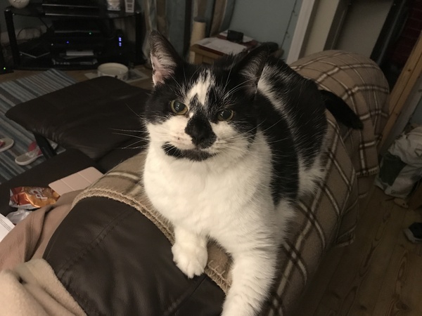 Harry's kidney results