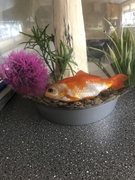 Is my goldfish dying?