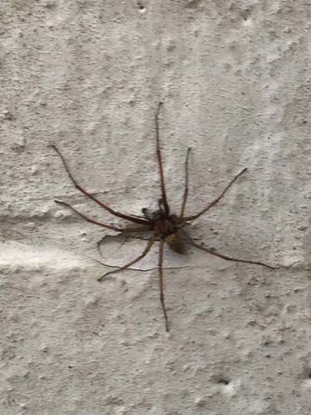 To show you a picture of a spider
