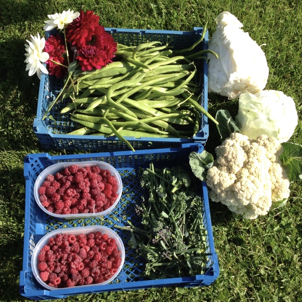 Allotment/Veg patch thread 11 'We bid  farewell to rainbow leaves but will keep plotting along'
