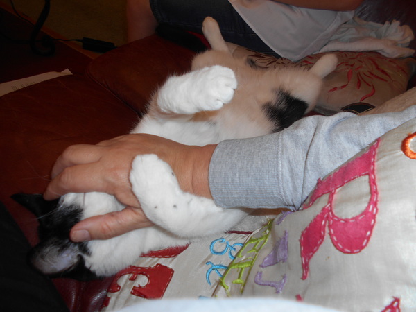 Cats still catting away part 5