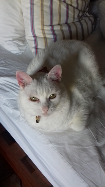 Cats still catting away part 5