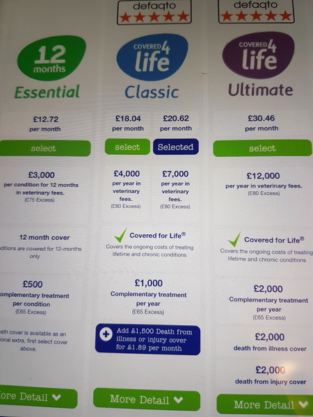 Cat pet insurance