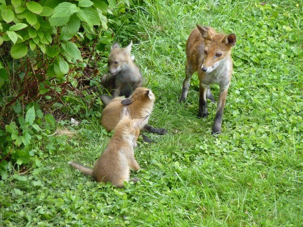 To help a mangy scrap of fox UPDATE