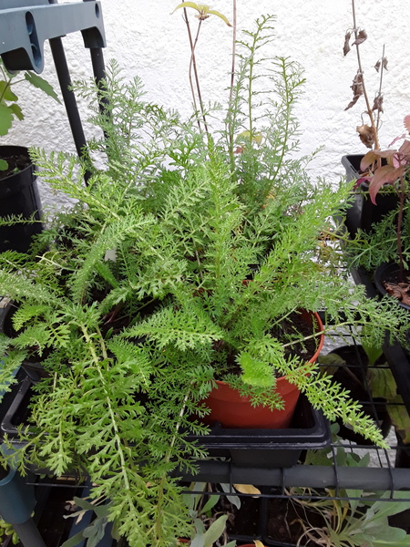 The first rule of potting shed is YOU ALWAYS talk about potting shed. The thread continues.