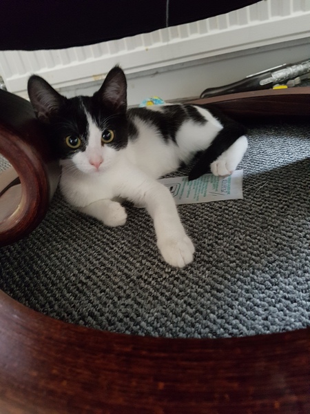 Kitten advice