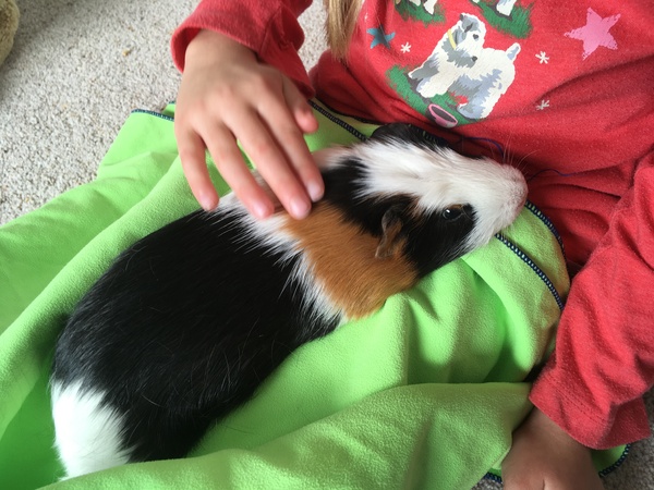 Rescue a little GP to live with two bonded Rex boars?