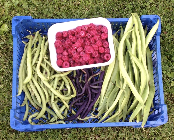 Allotment/Veg patch thread 11 'We bid  farewell to rainbow leaves but will keep plotting along'