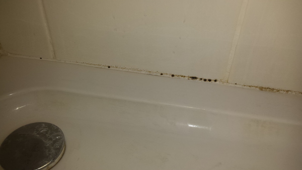 To want to clean this mould off my shower