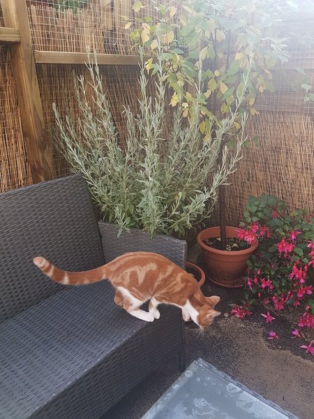 Would anyone like to see my catio??