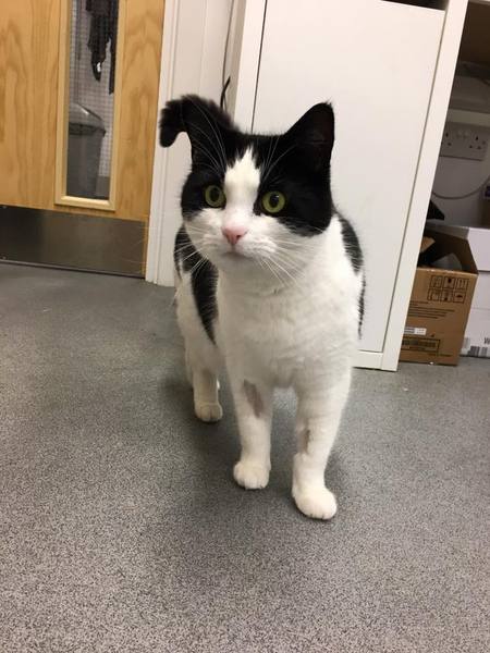 Going to meet this cat at the rescue home tomorrow