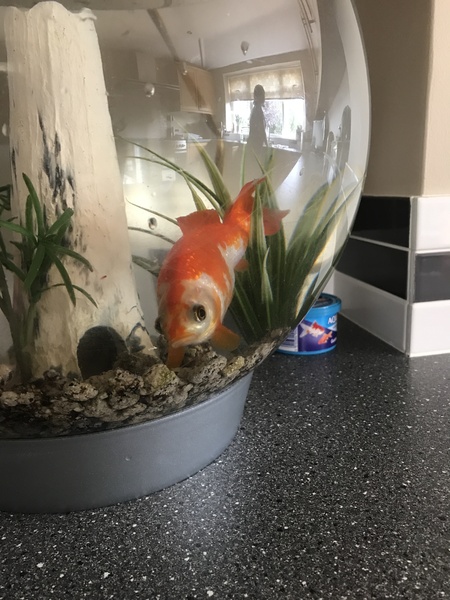 Is my goldfish dying?