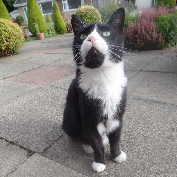B/W cat appreciation society