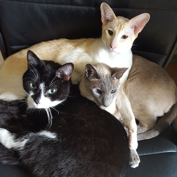 Siamese kitten living with non Siamese cat