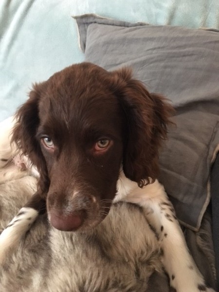 Puppy panic