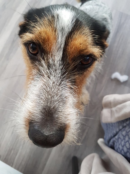 Dogs from Romania - Your thoughts/experiences?