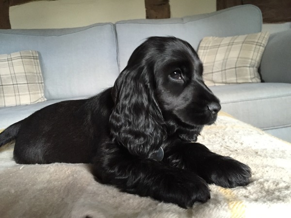 Inspiration required! New cocker pup needs naming