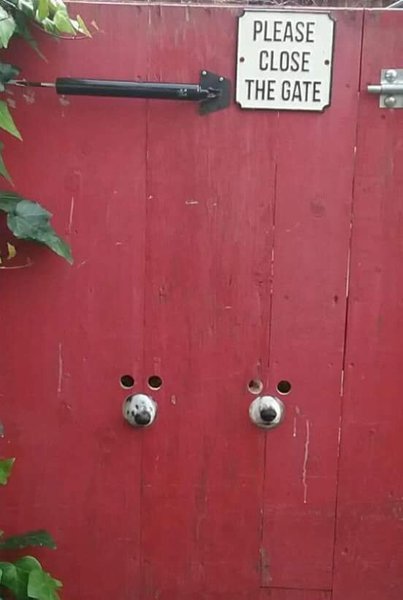 In the dim corner, we have Trump! In the dictator corner, we have Kim! Or is that mixed up?